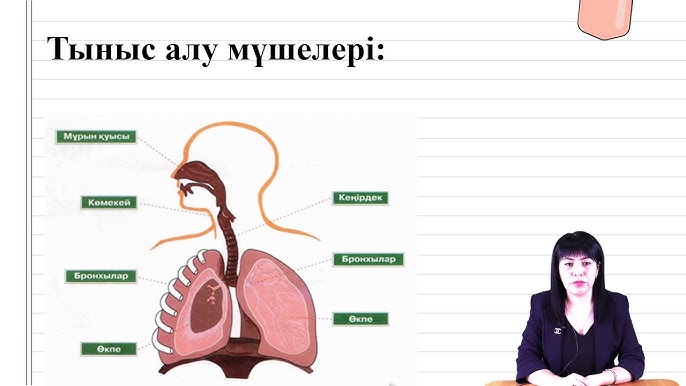 Пискаңызды қалай қыруға болатыны туралы фотосурет