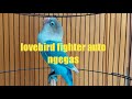 Lb Ngekek Panjang Pancingan Lovebird Fighter Trek Dengan Lb Mu Pasti Ngekek Mp3 - Mp4 Download