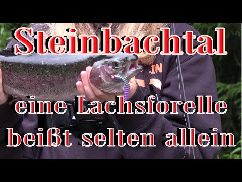 Steinbachtal eine Lachsforelle beißt selten allein @angelfuchstv74