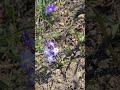 Пролет Пролет Frühling Spring