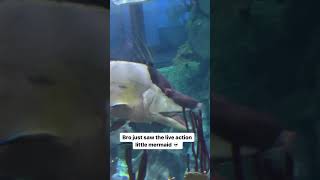 Uzun Yüzgeçli Wrasse