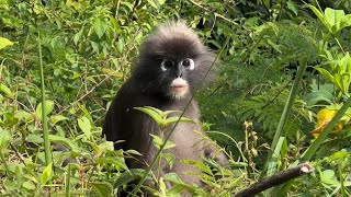 Dusky Leaf Monkey (Trachypithecus obscurus)