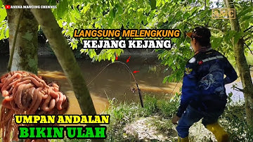 Mancing Ikan Disungai Umpan Usus Ayam Joran Langsung Melengkung