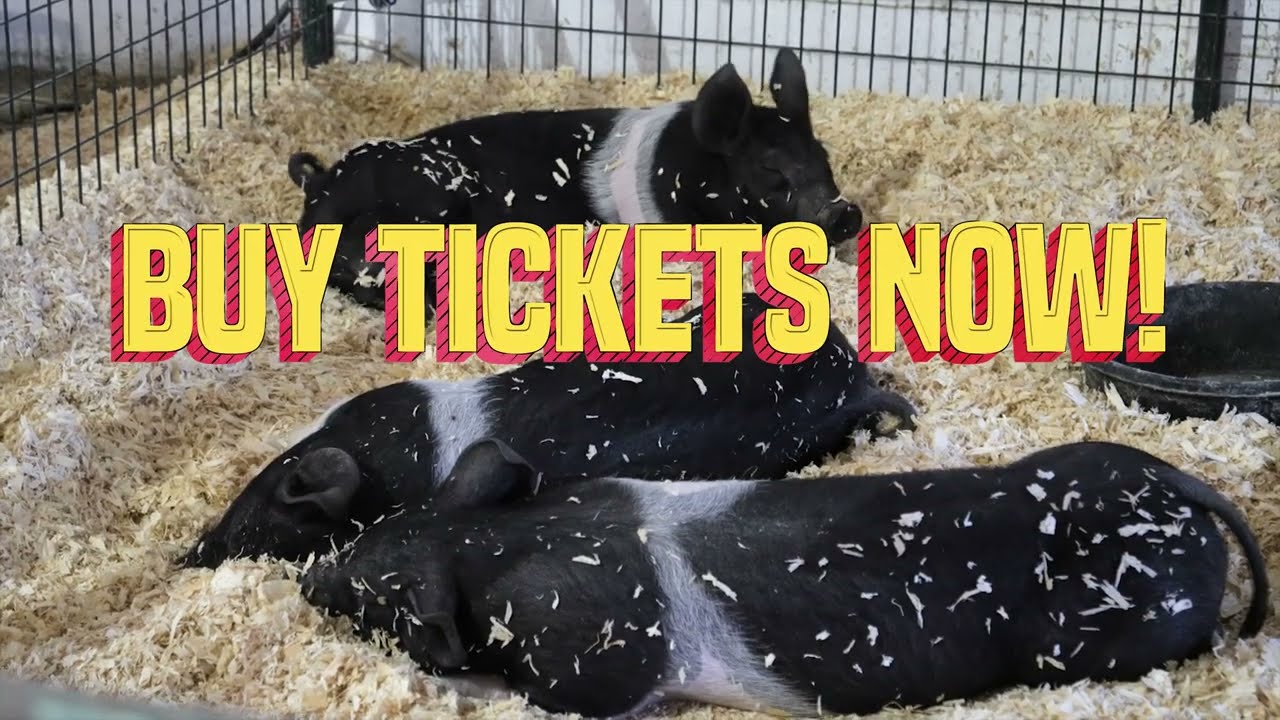 🎡 Solano County Fair 2025 – Music, Rides & Family Fun! | June 12–15 in  Vallejo, CA - YouTube