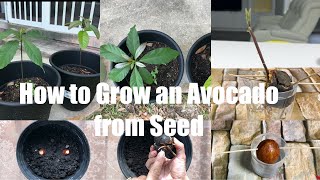 Growing an Avocado from Shop Avocado Seed Fun Gardening Video Episode | Bhavna's Kitchen screenshot 4