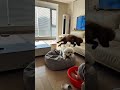 “Wait for the dog’s reaction 😂”#FunnyDog #shorts  #viralshorts #trendingnow