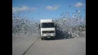 Solta em Santarém, 23/02/2013