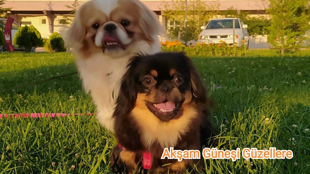 Kopekler Hickirir Mi Kopekleri Hickirik Tutar Mi Iste Yaniti Cevabi Aciklamada Pekinez Mask Youtube