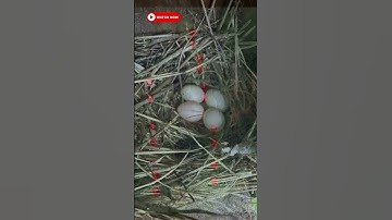 UPDATE ON: Bluebird and Tree Swallow Nest Boxes!