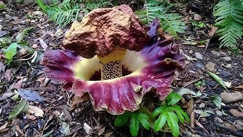 Amorphophallus paeoniifolius" Elephant