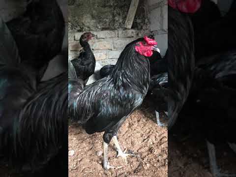 Gallo caballo de guerra - YouTube