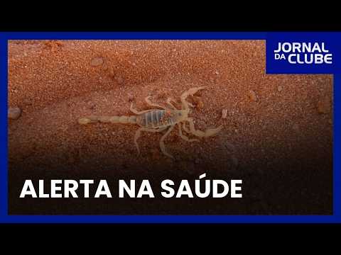 Ribeirão Preto records 1,170 scorpion stings - Jornal da Clube 2nd Ed. (09/10/26)