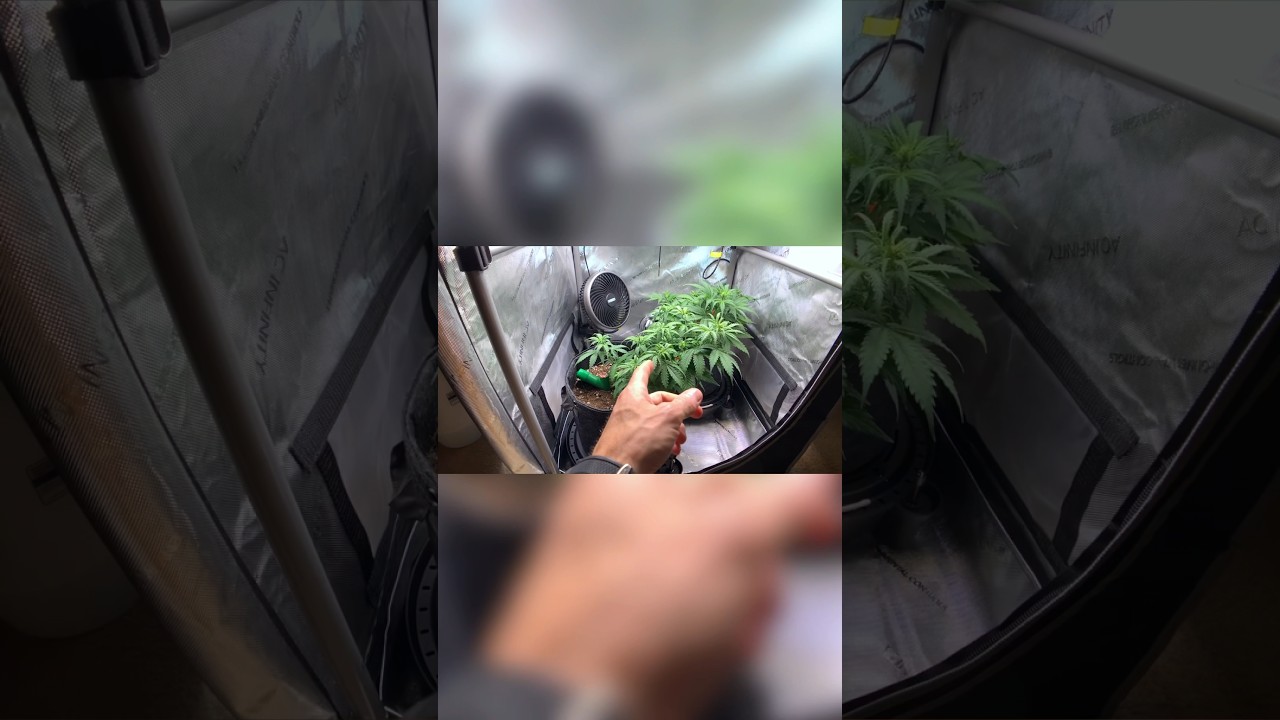 Trials and tribulations of trying new things in the grow 💦 