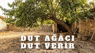 Dut Ağacı Dut Verir - Psychedelic Anatolian Rock Cover Mind Of Anatolia