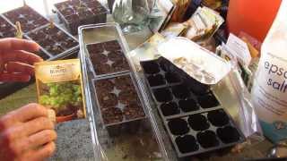 Great Herbs! How to Start Cilantro Indoors: Keep It Sowing! - MFG 2014