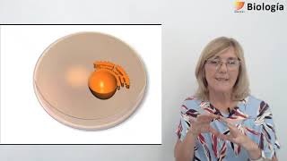 6- Biología.s2. La célula eucarionte y procarionte.