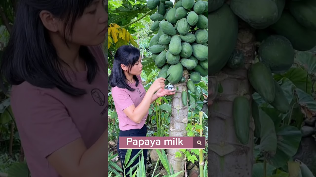 Collecting Papaya Milk Can be used In Cosmetics  Medicine And More 