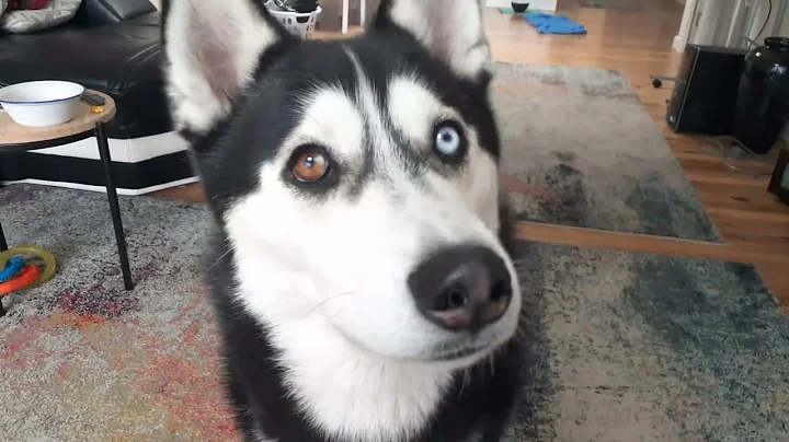 Husky speaks perfect english