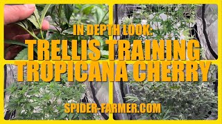 Trellis Training and Defoliating Tropicana Cherry. Skywalker OG Day 32 Under SpiderFarmer SE5000EVO