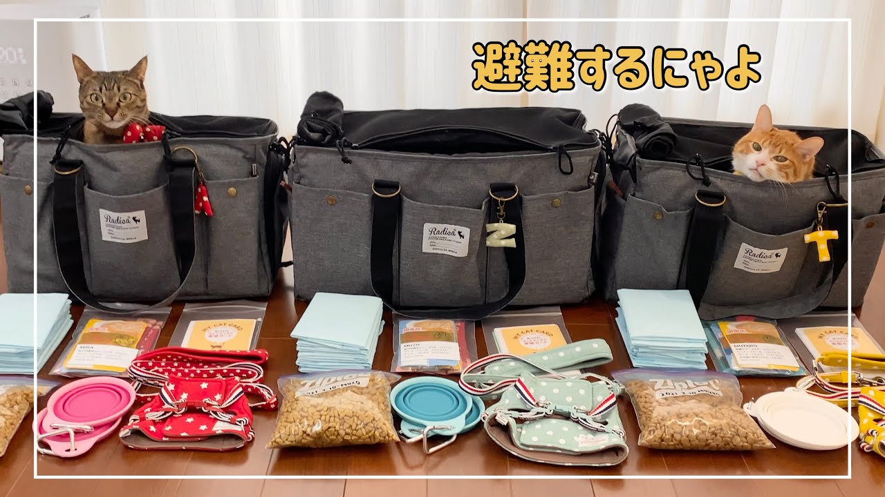 猫と一緒に避難する為に心配性が考えた防災グッズがこちらです【4K猫動画】