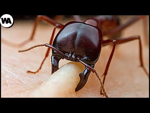 Vidéo: Insectes Bénéfiques Dans Le Jardin (partie 2)