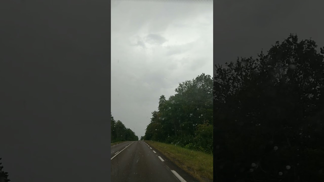 A path through the trees of the majestic green forest under the clouds of the gray sky ☁️☁️🌳🌲