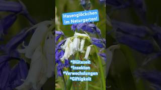 Zauberhaftes Hasenglöckchen! Eine super Wildblume für Naturgärten Hyacinthoides non-scripta #garten