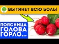 Бабушка научила, а я делюсь: берешь свежий редис и …