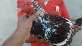 Kilkar Cheena Breeder | Bilalon Waly Cheena | Spreader Cheney(2)