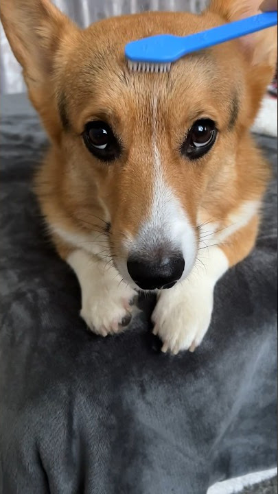 Toothbrush trend with my corgi 🪥