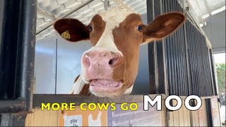 COW SOUNDS FOR KIDS - More Cows Go MOO (real cows) by Animals All The Time 19,002 views 10 months ago 8 minutes, 41 seconds