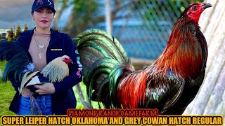 Super Leiper Hatch Oklahoma And Grey Cowan Hatch Regular ~ DIAMOND RANCH GAMEFARM