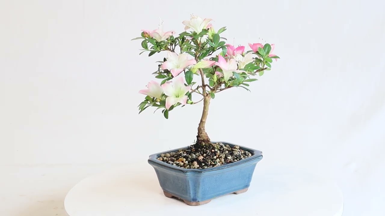 Satsuki Azalea - ST6625SA-M - Brussel's Bonsai