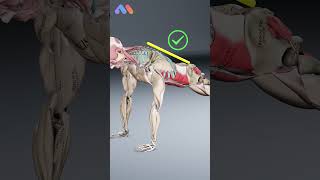 Plank: Are you really training your core? 🧐