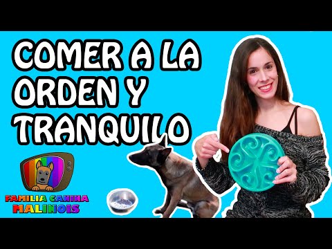 ENSEÑAR a un PERRO a COMER a la ORDEN y TRANQUILO - Adiestramiento canino
