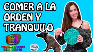 ENSEÑAR a un PERRO a COMER a la ORDEN y TRANQUILO  Adiestramiento canino