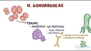 Neisseria Gonnorhea | Osmosis