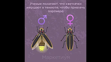 Как Светится Светлячок?