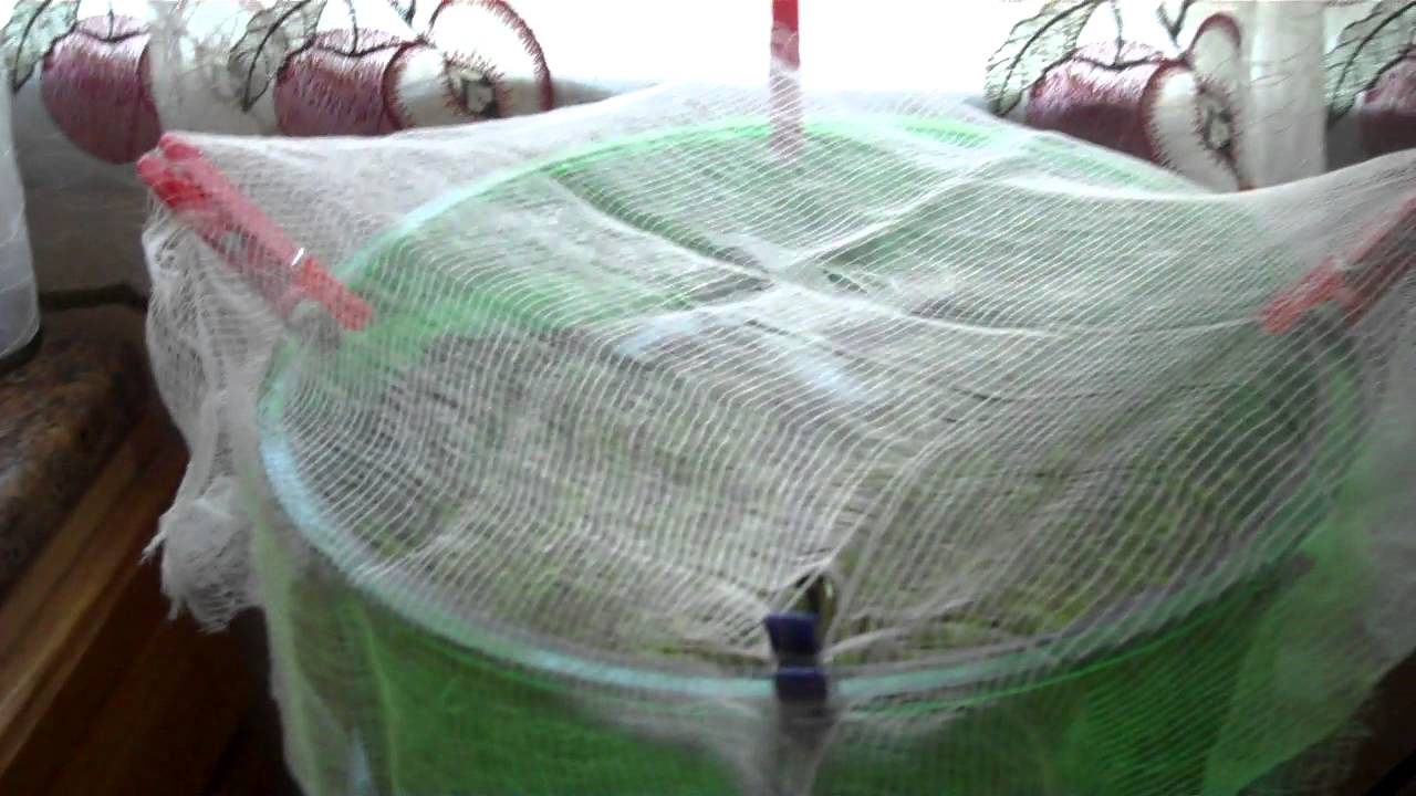Putting cheesecloth over sprout machine YouTube