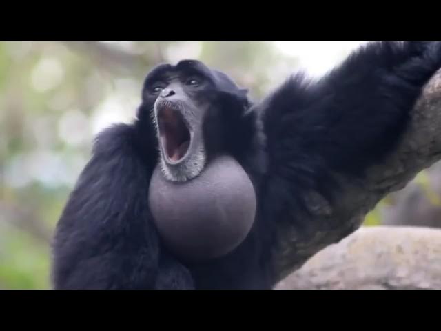 Screaming Gibbon Monkey