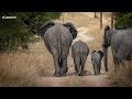 Perfect Morning With Elephants SafariLIVE Sunrise 24 July 2025 Perfect Morning With Elephants SafariLIVE Sunrise 24 July 2025