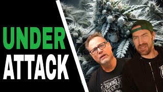 Use THIS IPM Strategy to Keep Your Cannabis Plants Pest Free