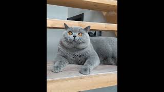 Британский кот 11 месяцев. British Shorthair male 11 months Marseill Sibris