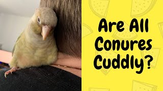 Are All Conures Cuddly? | Conure Behaviour | TheParrotTeacher