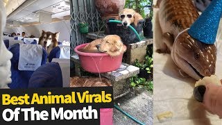 Top Viral Animal Videos - July 2019