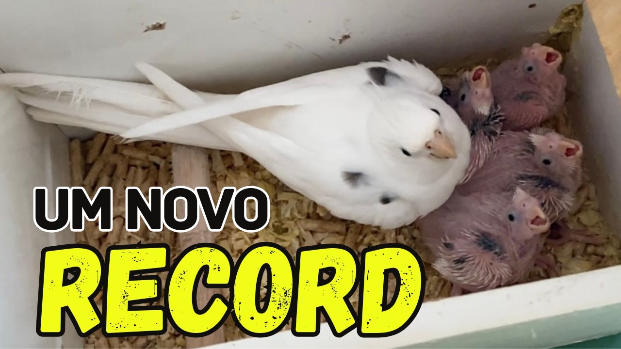 (BOMBA) UM NOVO RECORD EM FILHOTES DE CALOPSITAS! VENHA CONFERIR