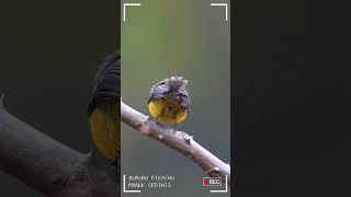 Penampakan burung Pikachu di alam liar 🦜🤩 #burung #kicaumania #burungkicau #birds #wildlife #shorts Penampakan burung Pikachu di alam liar 🦜🤩 #burung #kicaumania #burungkicau #birds #wildlife #shorts