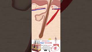 Hair Growth ▽ Follicle Cycle╰(Medical Arts)╯