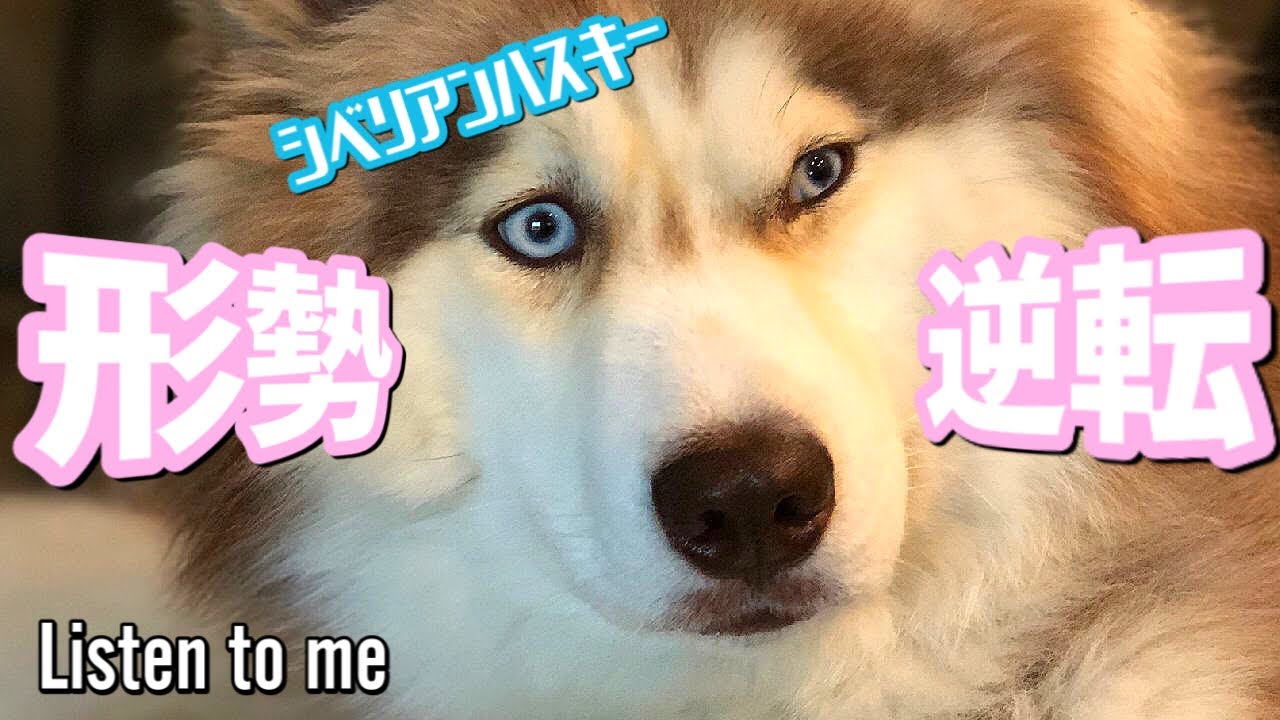 シベリアンハスキーのアスペンくん お世話係の言うことをうっかり聞いてしまう My Husky Listen To Me Very Well Youtube