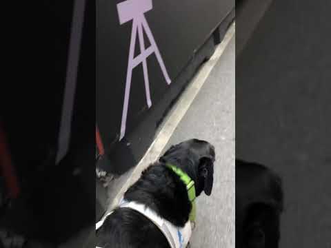 Video: Hur Man Höjer En Ledarhund